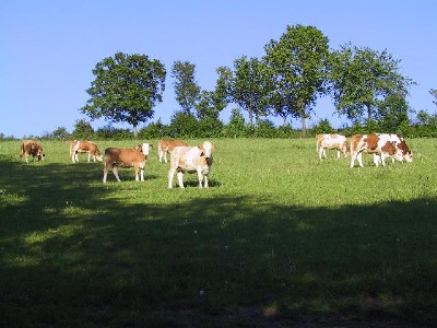 Fleckvieh auf der Weide