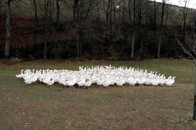 Gänse auf der Hofwiese